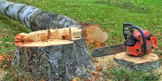 Why Choose Our Tree Removal Services in Beechwood, MI?