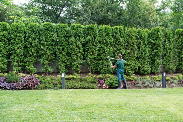 Best Tree Trimming and Pruning  in Beechwood, MI