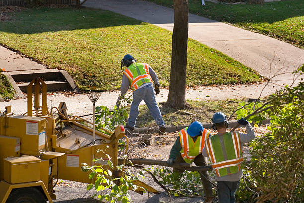 Reliable Beechwood, MI  Tree Services Solutions