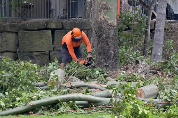 Best Emergency Tree Removal  in Beechwood, MI